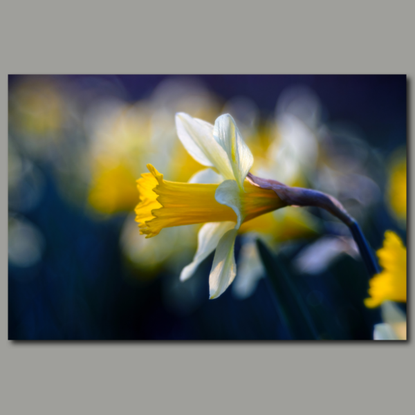 Poster: Daffodil