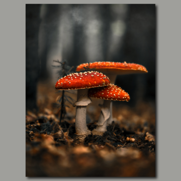 Cartel: Toadstools