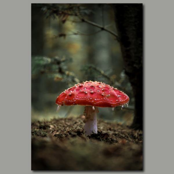 Poster: Fly agaric