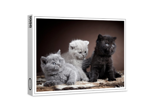 Puzzle premium raxxa : Trio : chats britanniques à poil court