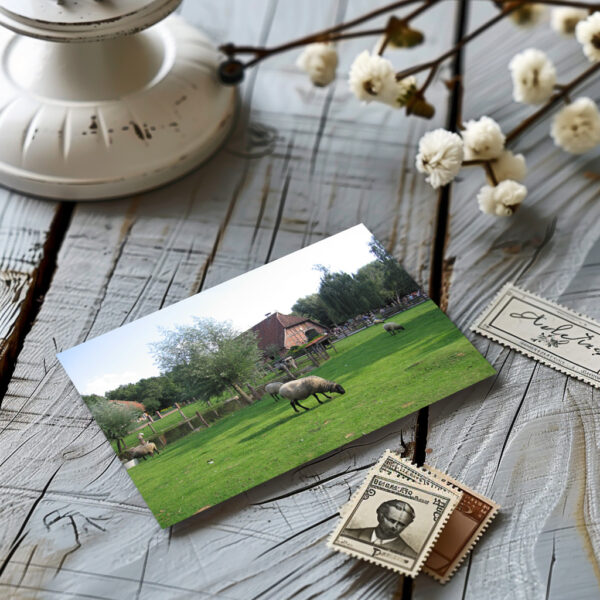 raxxa Carte postale : Moutons à la ferme Erlebniszoo Hannover