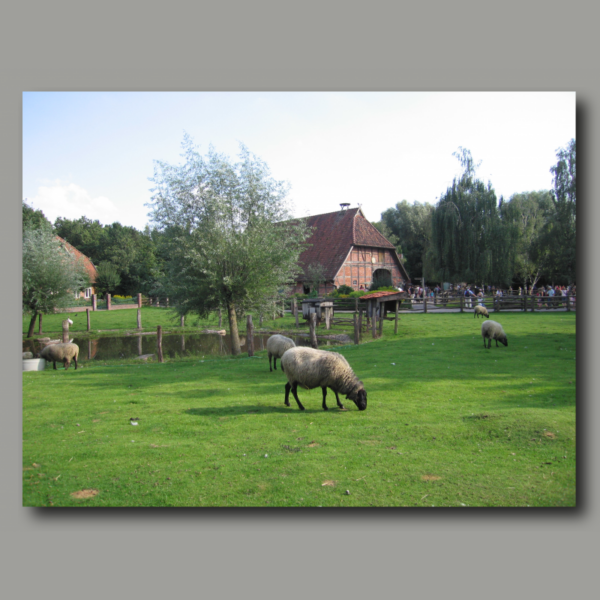 Poster: Schafe im Bauernhof Erlebniszoo Hannover