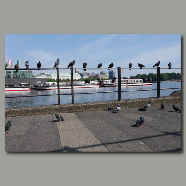 Poster: Tauben Binnenalster Hamburg