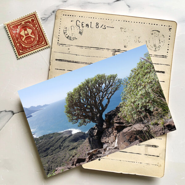 raxxa Postkarte: Gran Canaria Drachenbaum bzw. Sukkulente