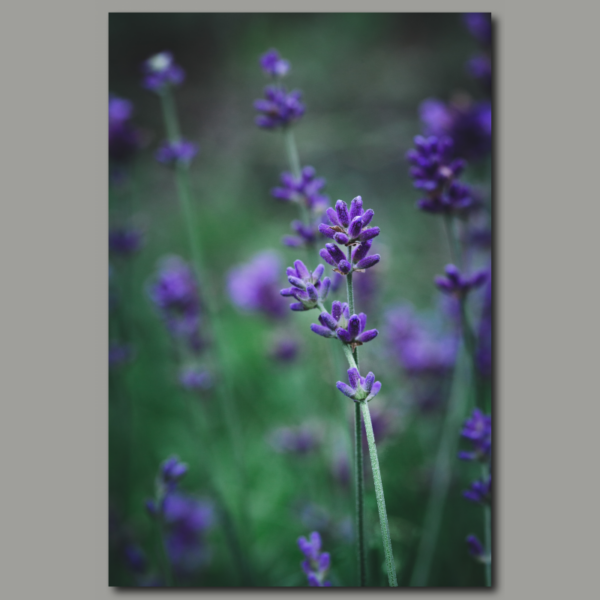 Poster: Lavanda