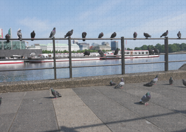 raxxa Premium-Puzzle: Tauben Binnenalster Hamburg - Imagen 2