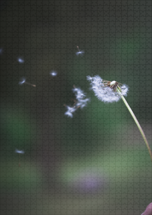 raxxa Premium-Puzzle: Dandelion - immagine 2