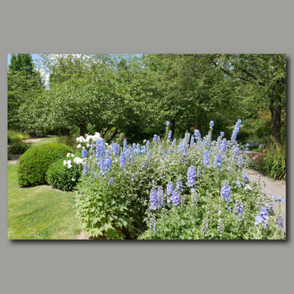 Poster: Blauer Rittersporn im Müga-Park