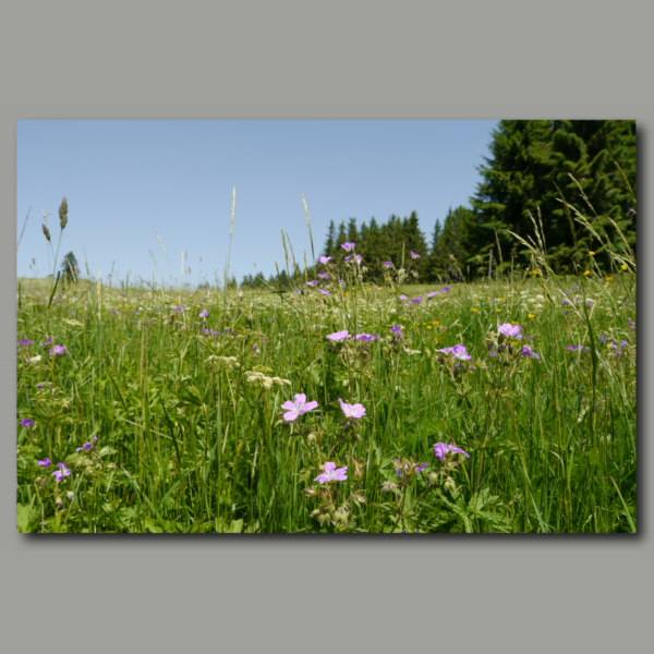 Poster : Prairie fleurie avec orchidée