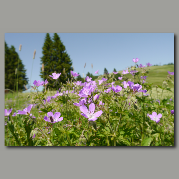 Poster: Storchschnabel auf Blumenwiese