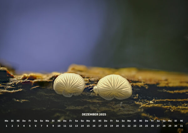 raxxa Premium-Monatskalender Mushrooms 2025 - immagine 14