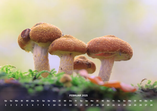 raxxa Premium-Monatskalender Mushrooms 2025 - immagine 4