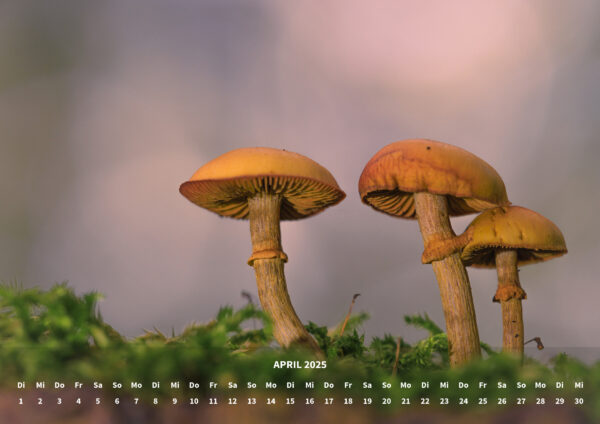 raxxa Premium-Monatskalender Mushrooms 2025 - immagine 6