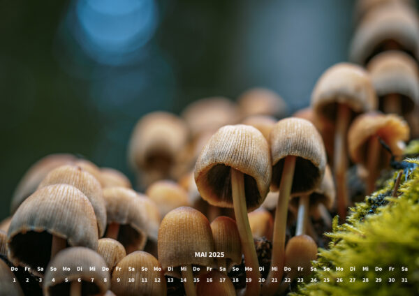 raxxa Premium-Monatskalender Mushrooms 2025 - immagine 7