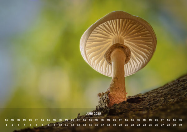 raxxa Premium-Monatskalender Mushrooms 2025 - immagine 8