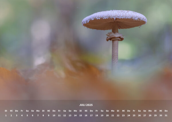 raxxa Premium-Monatskalender Mushrooms 2025 - immagine 9