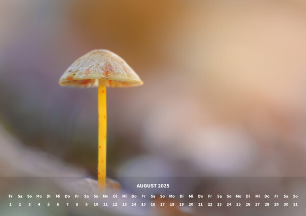 raxxa Premium-Monatskalender Mushrooms 2025 - immagine 10