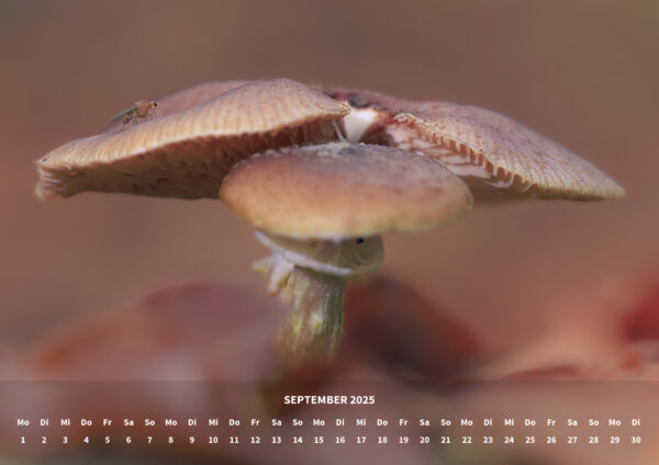 raxxa Premium-Monatskalender Mushrooms 2025 - immagine 11