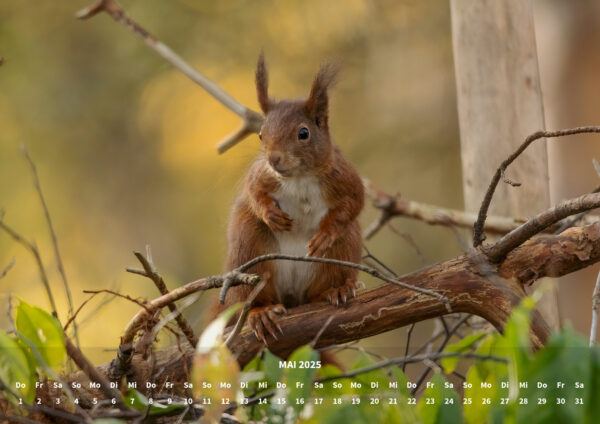 raxxa Premium-Monatskalender Eichhörnchen 2025 – Bild 7