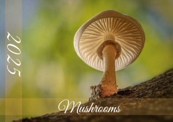 raxxa Premium-Monatskalender Mushrooms 2025